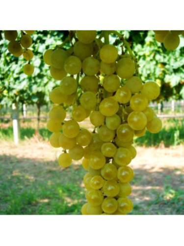 Vitis vinfera Poloskei Muskotataly/ Vigne résistante maladies