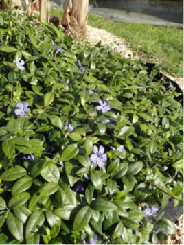 Vinca major / Grande Pervenche