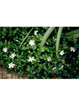 Vinca minor Alba