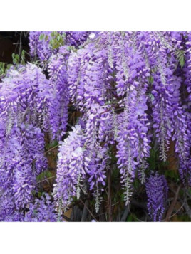 Wisteria sinensis Prolific (Glycine)