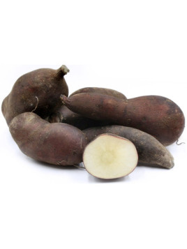 Smallanthus sonchifolius 'Red' / Yacon rouge / Poire de terre