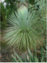 Yucca linéaris Yucca linéaris