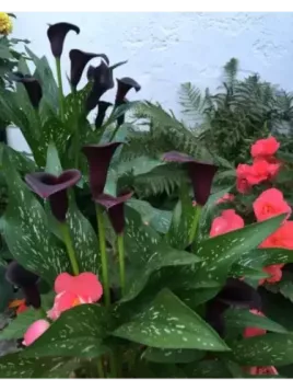 Arum pourpre noir 'Cantor' Zantedeschia