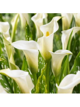 Zantedeschia albomaculata