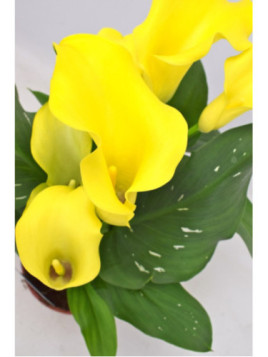 Zantedeschia 'Captain morelli' / Arum (jaune)