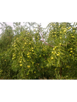 Ziziphus jujuba Gordo / Jujubier