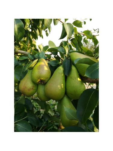 Poirier curé / Poirier du curé / Pyrus communis
