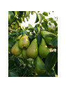 Poirier curé / Poirier du curé / Pyrus communis