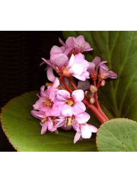 Bergenia cordifolia