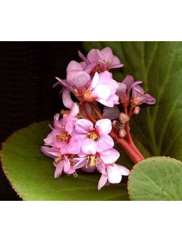 Bergenia cordifolia