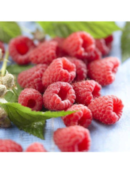 Framboisier remontant - Rubus idaeus Blissy 'Autumn Bliss®'