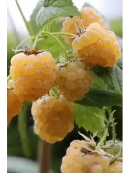 Framboisier (remontant) - Rubus ideas 'Golden Everest'