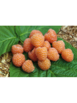 Framboisier (remontant) - Rubus Idaeus 'Valentina'