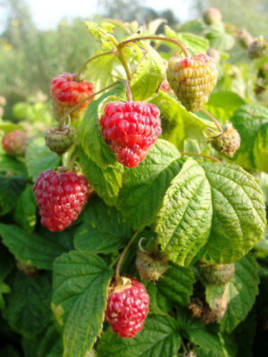 Framboisier Yummi - Rubus ideus bonbonberry