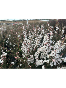 Leptosperum scoparium Blanc