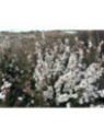 Leptosperum scoparium Blanc
