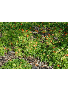 Mûre à fruit jaune - Rubus xanthocarpus