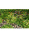 Mûre à fruit jaune - Rubus xanthocarpus