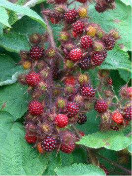 Rubus phoenicolasius / Mûres-raisin du Japon