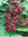 Rubus phoenicolasius / Mûres-raisin du Japon