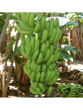 Musa acuminata williams* (bananier fruitier)