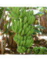 Musa acuminata williams* (bananier fruitier)