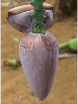 Musa acuminata williams* (bananier fruitier)