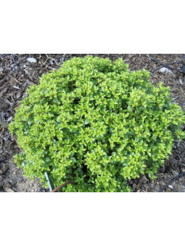 Pittosporum tenuifolium 'Golden Ball'