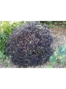 Pittosporum tenuifolium 'Tom Thumb'®