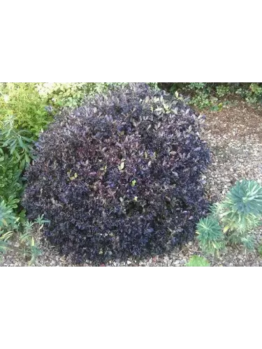 Pittosporum tenuifolium 'Tom Thumb'®