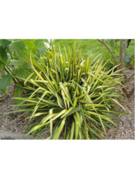 Yucca filamentosa 'Color guard'