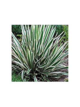 Yucca filamentosa 'Ivory Tower'