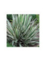 Yucca filamentosa 'Ivory Tower'