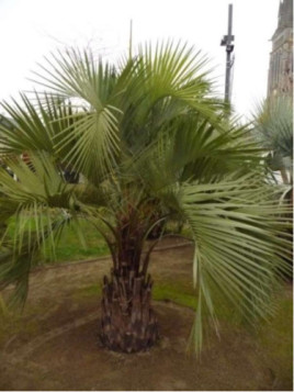 Butia capitata var. odorata