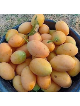 Mangue sauvage Bravio - Mangue issu de semi