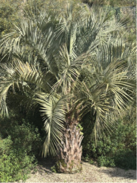 Butia capitata / Palmier abricot