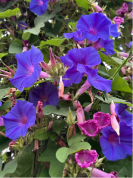 Ipomée vivace 'Learii'