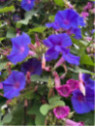 Ipomée vivace 'Learii'