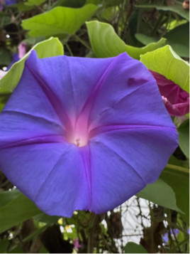 Ipomée vivace 'Learii'