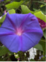 Ipomée vivace 'Learii'