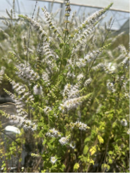 Menthe fraise - Mentha spicata x Fragaria