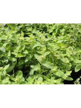 Menthe fraise - Mentha spicata x Fragaria