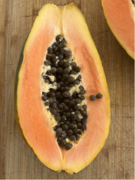 Papayer - Carica papaya Maradol