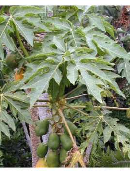 Papayer - Carica papaya Alicia