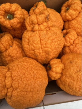 Citrus x tangor Shiranui - Dekopon - 'Subarashi'