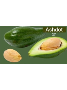 Persea americana ashdot 17 - de Semi