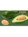 Persea americana ashdot 17 - de Semi