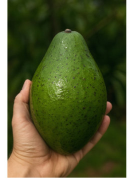 Persea americana var. 'carla' / Avocatier