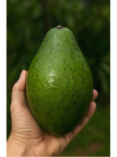 Persea americana var. 'carla' / Avocatier