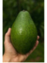 Persea americana var. 'carla' / Avocatier